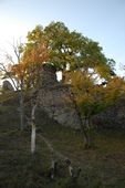 Thunau. Ansicht der Hochburg von SO (2006) - © Thomas Zoder