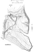 Stillfried I. Gesamtplan des Wallplateaus mit mittelalterlichen Fundbereichen - © Plangrundlage: Schad’n: Hausberge und Felgenhauer: Stillfried, 138